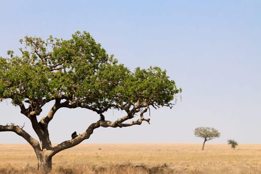 Serengeti National Park landscape, Tanzania, Africa. African panorama