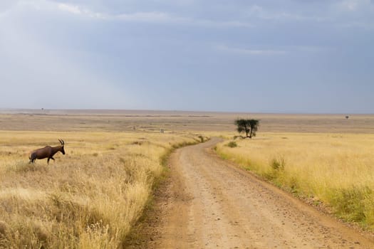 Serengeti National Park landscape, Tanzania, Africa. African panorama