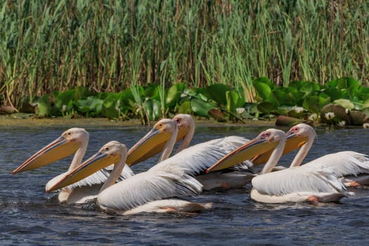 white pelicans (pelecanus onocrotalus) in Danube Delta, Romania