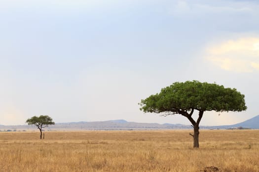 Serengeti National Park landscape, Tanzania, Africa. African panorama