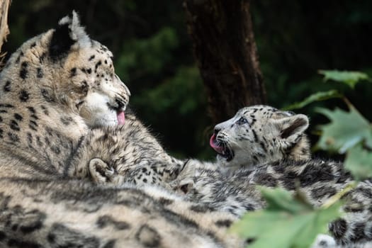 Snow leopard mother with cub. (Panthera uncia)