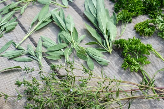 Drying fresh herbs and greenery for spice food on wooden desk background. Parsley leaves, sage and marjoram.
