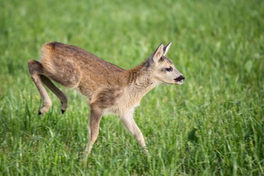 Young wild roe deer in grass, Capreolus capreolus. New born roe deer, wild spring nature.