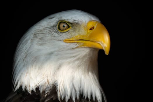 Portrait of a bald eagle (Haliaeetus leucocephalus) with an open beak isolated on black background