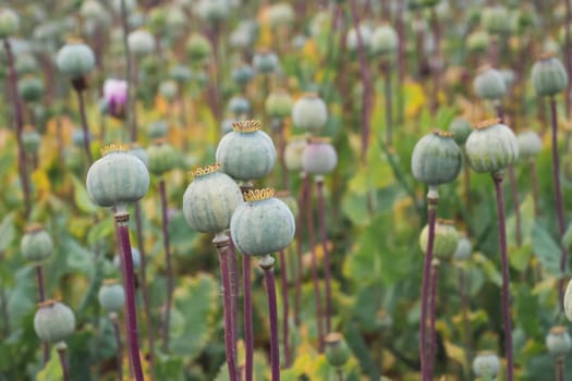 Field of poppies. (Papaver somniferum). Poppies, agricultural crop.