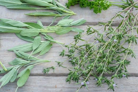 Drying fresh herbs and greenery for spice food on wooden desk background. Parsley leaves, sage and marjoram.