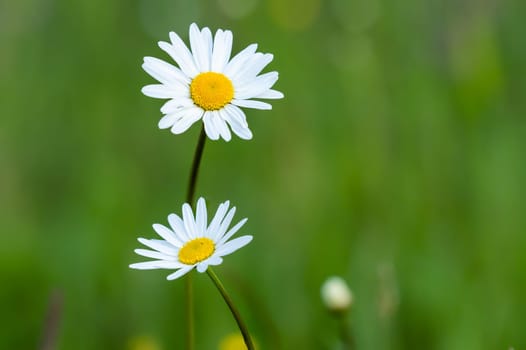 Close-up of daisies in a meadow