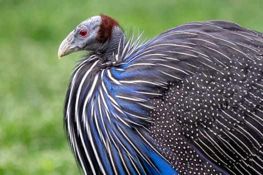 Vulturine guineafowl (Acryllium vulturinum). Wildlife animal.