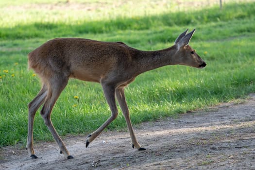 Roe deer, Capreolus capreolus. Wild roe deer in nature.