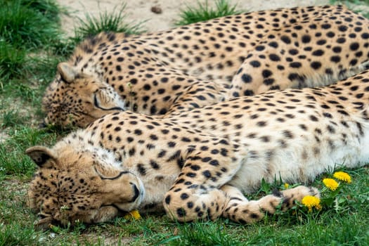 Two Cheetah Cats sleeping in the grass, Acinonyx Jubatus.