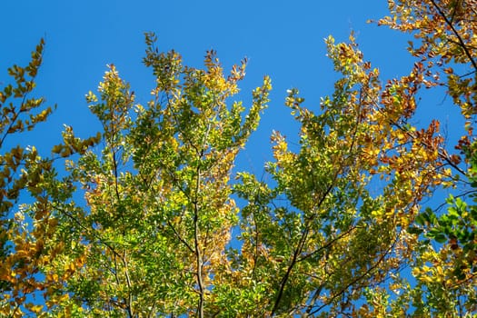 Autumn leaves with the blue sky background