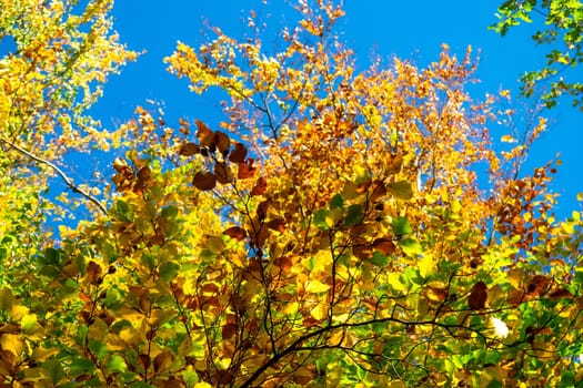 Autumn leaves with the blue sky background
