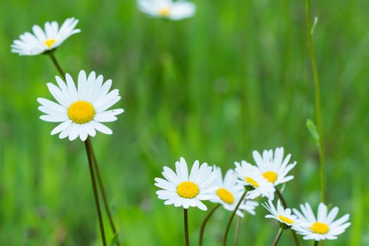Spring meadow full of daisies