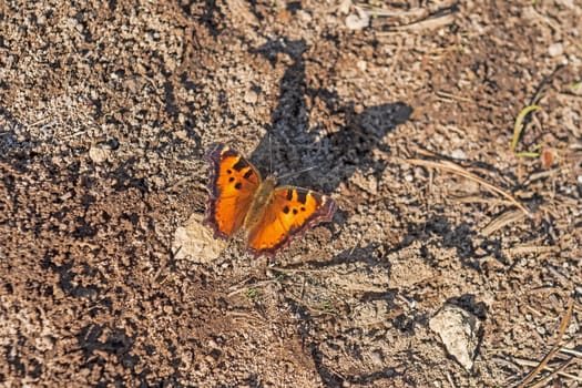 California tortoiseshell Butterfly in Migration in Lassen Volcanic National Park in California