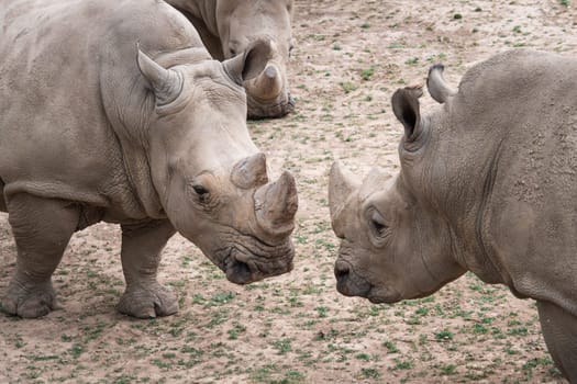 Southern white rhinoceros (Ceratotherium simum simum). Critically endangered animal species.