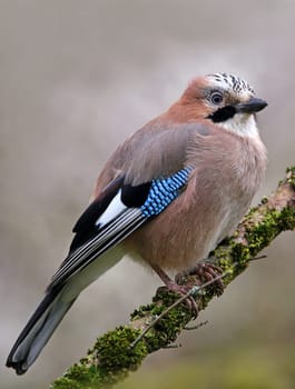 Jay Garrulus glandarius in portrait format