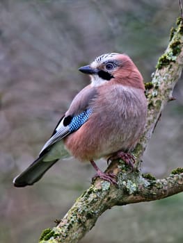 Bird portrait Jay Garrulus glandarius