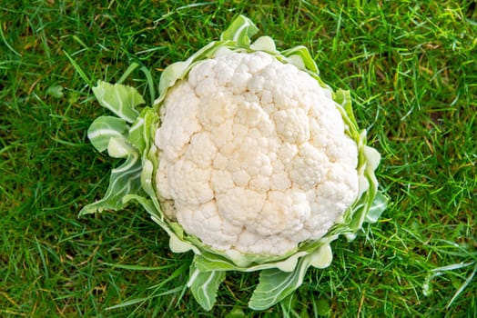 delicious organic cauliflower on the grass
