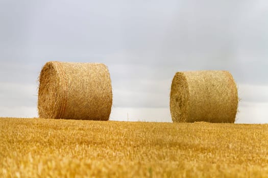 Big round bales of straw in a field after harvest by cloudy day