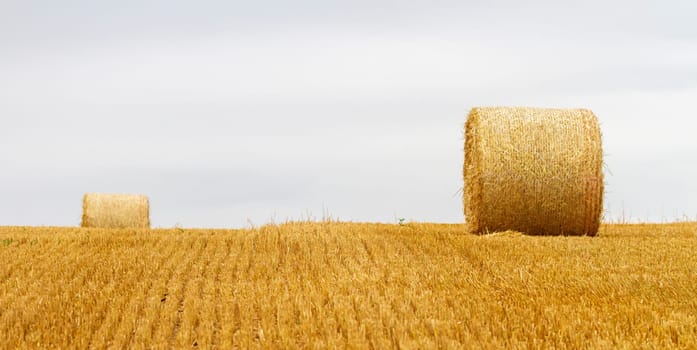 Big round bales of straw in a field after harvest by cloudy day