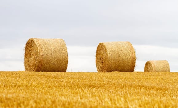 Big round bales of straw in a field after harvest by cloudy day
