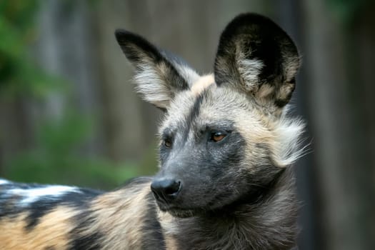 The African wild dog (Lycaon pictus)