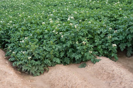 Potato flowers blooming in the field. Field with flourishing potato plants (Solanum tuberosum)