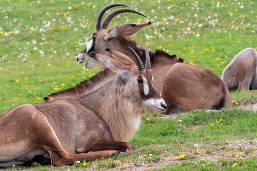 Roan antelope (Hippotragus equinus). Detail portrait of antelope, head with big ears and antlers.
