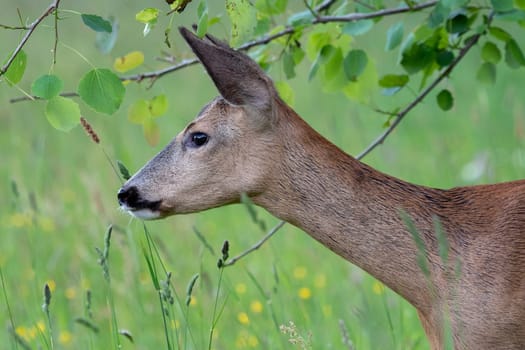 Roe deer in forest, Capreolus capreolus. Wild roe deer in nature.