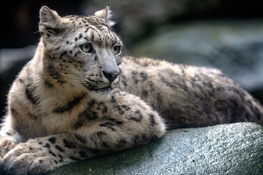 Snow leopard - Irbis (Panthera uncia).