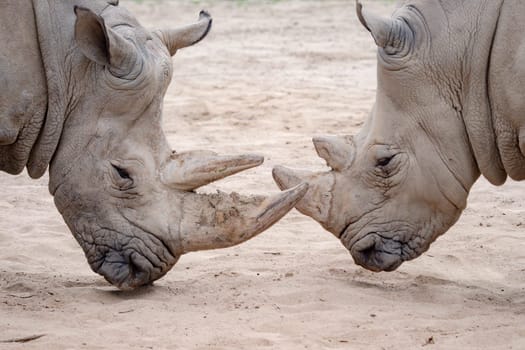Southern white rhinoceros (Ceratotherium simum simum). Critically endangered animal species.