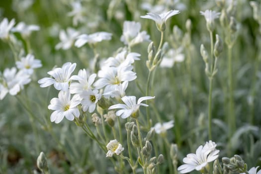 White flowers of Cerastium tomentosum is an ornamental plant of the Caryophyllaceae family.
