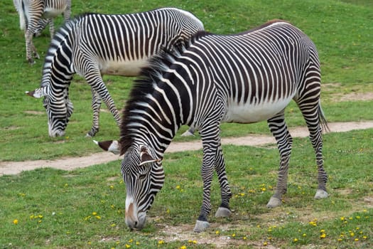 Herd of The Grevy's zebra (Equus grevyi) grazing on green grass