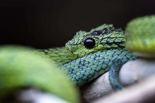 Great Lakes bush viper (Atheris nitschei) is twisted around the branch.