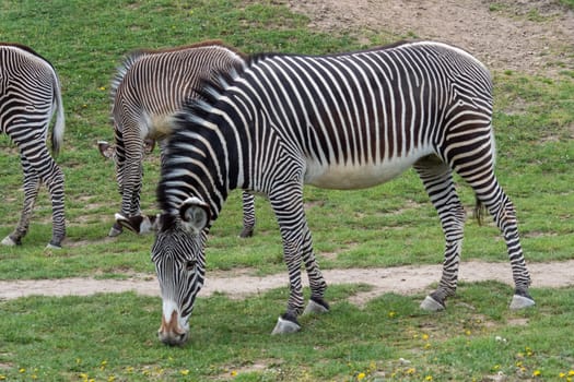 Herd of The Grevy's zebra (Equus grevyi) grazing on green grass