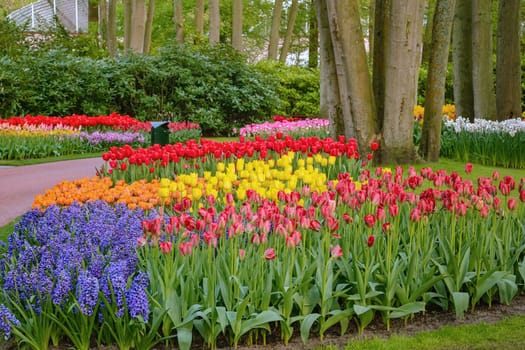 Spring in the park. Lisse, the Netherlands.