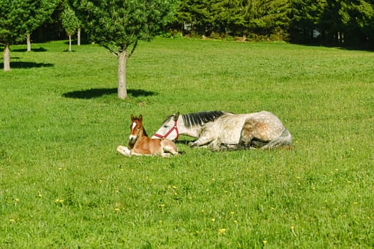 Horse with a Foal on the Green Lawn