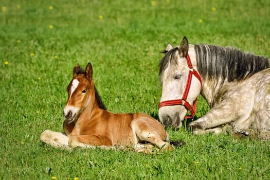 Horse with a Foal on the Green Lawn