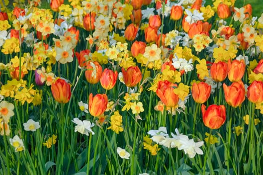 Flowerbed of tulips and narcissus in the garden