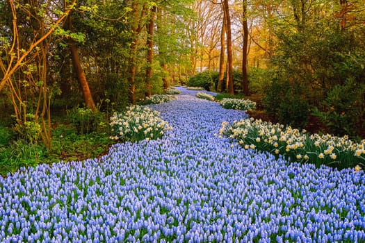 Muscari Armeniacum  river in the garden, Lisse, the Netherlands