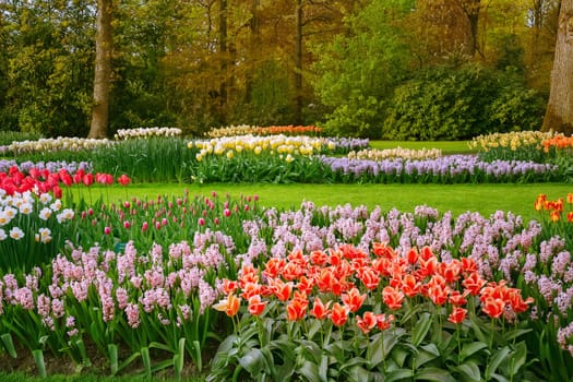 Spring in the park. Lisse, the Netherlands.