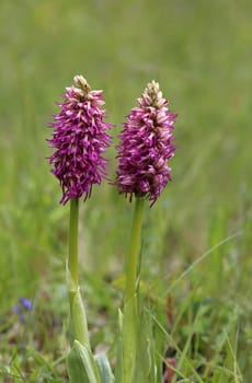 Flowering monkey orchid Orchis simia from Liliental in the Kaiserstuhl