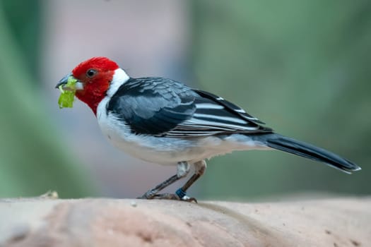Red-cowled Cardinal ( Paroaria dominicana)