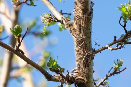 Caterpillar larvae, Brown tail caterpillars on tree