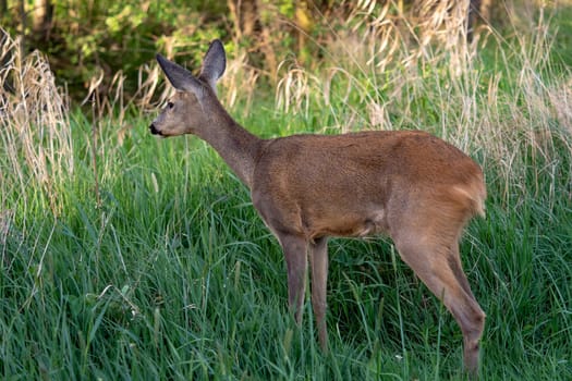 Roe deer, Capreolus capreolus. Wild roe deer in nature.