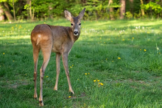 Roe deer, Capreolus capreolus. Wild roe deer in nature.