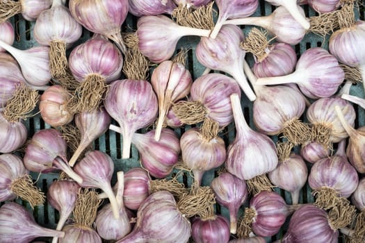 Pile of garlic in plastic crate