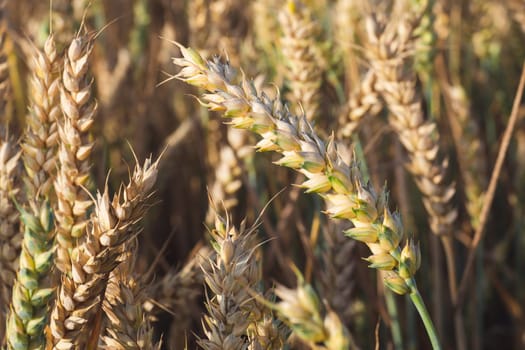 Wheat field. Golden ears of wheat on the field. Background of ripening ears of meadow wheat field. Rich harvest Concept