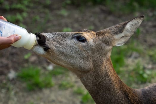 Deer drinks milk from the bottle, (Capreolus capreolus), wildlife rescue.