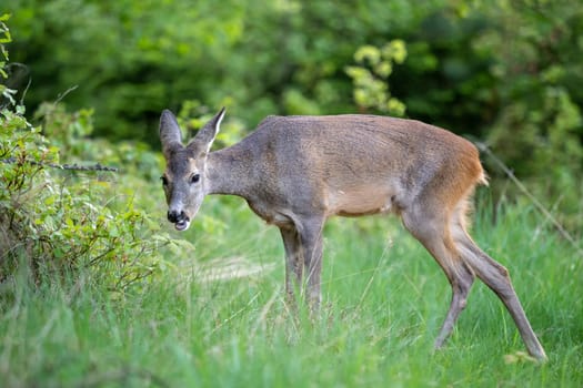 Roe deer, Capreolus capreolus. Wild roe deer in nature.